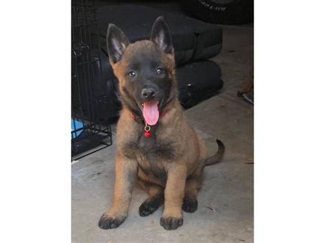 These dogs are exceptional, the perfect guard dog and the perfect. . Belgian malinois puppies for sale craigslist
